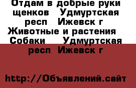 Отдам в добрые руки щенков - Удмуртская респ., Ижевск г. Животные и растения » Собаки   . Удмуртская респ.,Ижевск г.